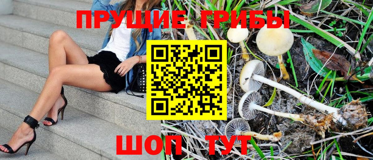 купить   Вход с VPN  Нефтеюганск  Псилоцибиновые грибы Psilocybine cubensis 